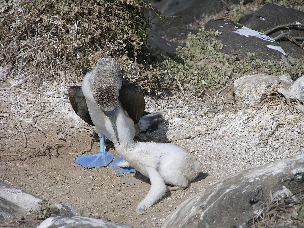 Galapagos 3-1-11 Espanola Punta Suarez Blue-footed Booby Feeding Baby